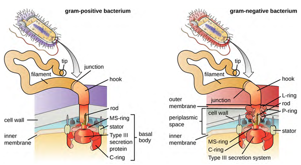 The basic structure of a bacterial flagellum consists of a basal body, hook, and filament. The basal body composition and arrangement differ between gram-positive and gram-negative bacteria.