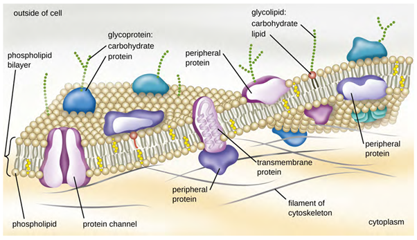 The cell membrane is a phospholipid bilayer with a variety of embedded proteins that perform various functions for the cell.