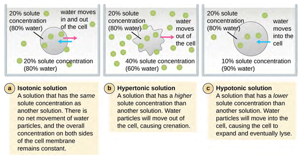 hree diagrams. The first is of isotonic solution, which has the following facts: 20% solution concentration and 80% water, water moves in and out of cell.The next diagram us hypertonic solution which is has the following facts: 20% solute concentration, 80% water, water moves out of water, 40% solute concentration. The thrid diagram is hypotonic solution, which has the following facts: 20% solute concentration, 80% water, water moves into cell, 10% solute concentration