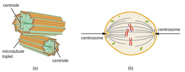 a) A centrosome is composed of two centrioles positioned at right angles to each other. Each centriole is composed of nine triplets of microtubules held together by accessory proteins. (b) In animal cells, the centrosomes (arrows) serve as microtubule-organising centres of the mitotic spindle during mitosis.