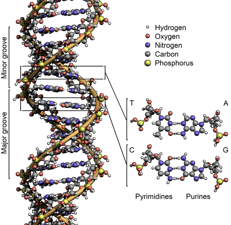 A DNA strands with colours highlighting hydrogen, oxygen, nitrogen, carbon and phosphorous