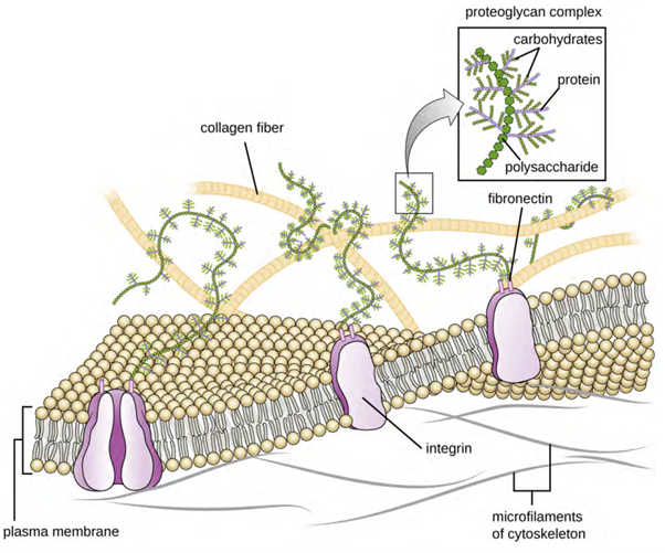 Diagram of the extracellular matrix