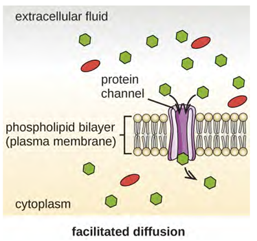 Facilitated diffusion down a concentration gradient through a membrane protein. Diagram highlights protein channel, plasma membrane, cytoplasm and extracellular fluid