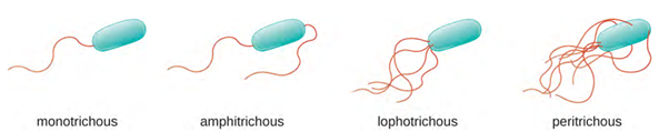 Common arrangements flagellated bacteria including motrichous, emphitrichous, lophorichous, and peritirichous