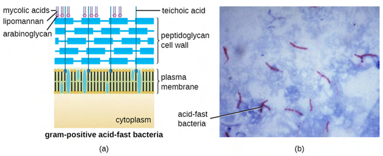 (a) Some gram-positive bacteria, including members of the Mycobacteriaceae, produce waxy mycolic acids found exterior to their structurally-distinct peptidoglycan. (b) The acid-fast staining protocol detects the presence of cell walls that are rich in mycolic acid. Acid-fast cells are stained red by carbolfuschin