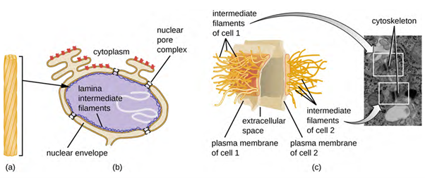 (a) Intermediate filaments are composed of multiple strands of polymerised subunits. They are more permanent than other cytoskeletal structures and serve a variety of functions. (b) Intermediate filaments form much of the nuclear lamina. (c) Intermediate filaments form the desmosomes between cells in some animal tissues.