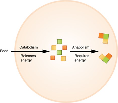 Diagram showing food and catabolism which releases energy and anabolism which requires energy