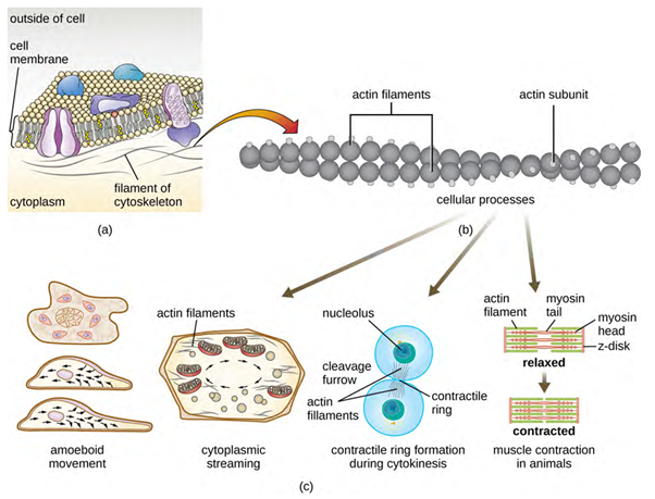 a) A microfilament is composed of a pair of actin filaments. (b) Each actin filament is a string of polymerised actin monomers. (c) The dynamic nature of actin, due to its polymerisation and depolymerisation and its association with myosin, allows microfilaments to be involved in a variety of cellular processes, including ameboid movement, cytoplasmic streaming, contractile ring formation during cell division, and muscle contraction in animals.