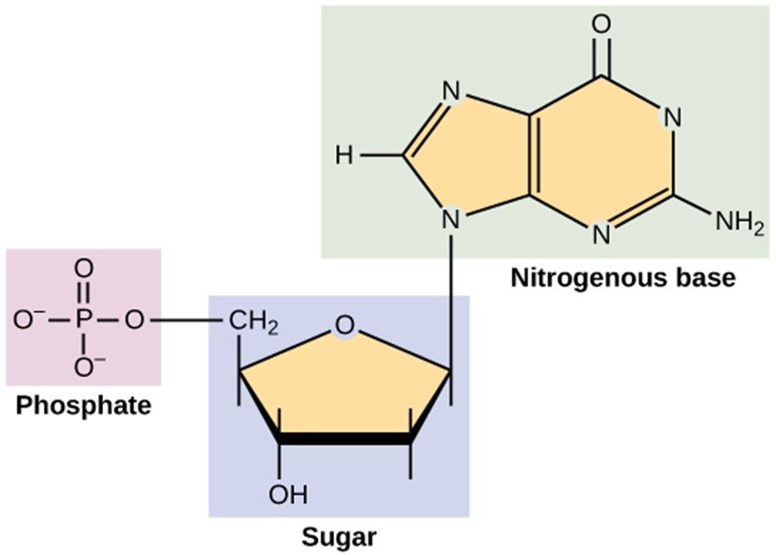 Diagram depicting phosphate, sugar and nitrogenous base