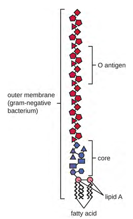 The outer membrane of a gram-negative bacterial cell contains lipopolysaccharide (LPS), a toxin composed of Lipid A embedded in the outer membrane, a core polysaccharide, and the O side chain.