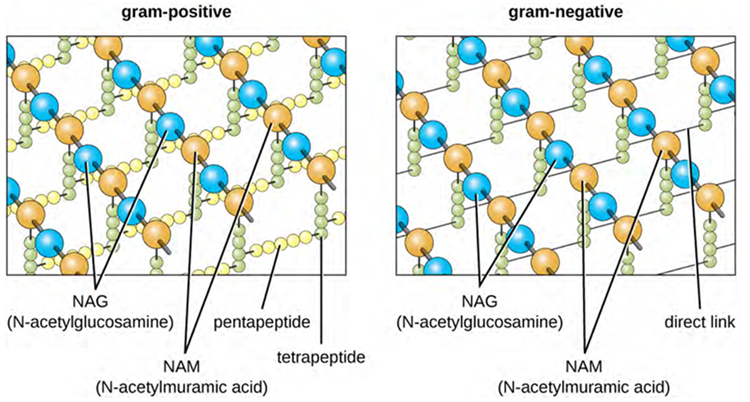 Diagram of Peptidoglycan, composed of olymers of alternating NAM and NAG subunits, which are cross-linked by peptide bridges linking NAM subunits from various glycan chains.