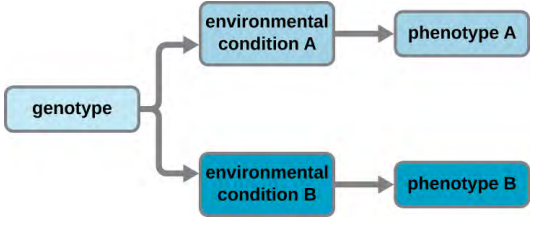 Diagram that strts with genotype which either splits into environmental condituion A to pehnotype A and environmental B to phenotype B.
