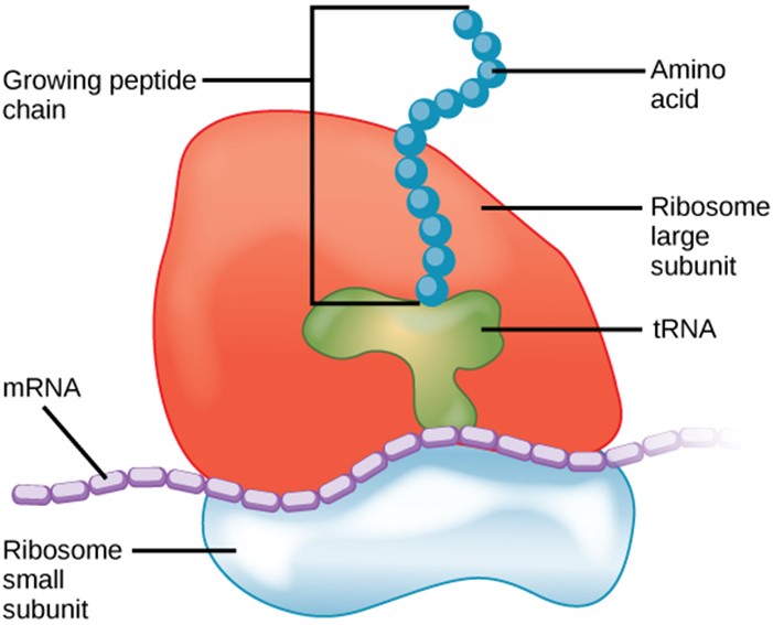 Prokaryotic ribosomes with diagram highlighting growing peptide chain, amino acid, Ribosome large subunit, RNA, mRNA and Ribosome small subunit