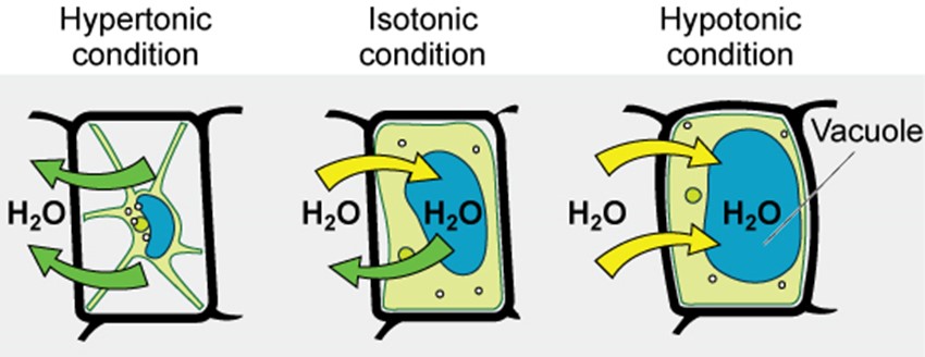 Diagram representing cell in hpertonic condition, isotonic condition and hypotonic condition