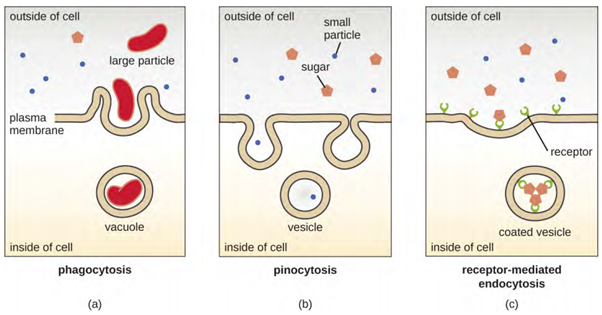 Three variations of endocytosis are shown. (a) In phagocytosis, the cell membrane surrounds the particle and pinches off to form an intracellular vacuole. (b) In pinocytosis, the cell membrane surrounds a small volume of fluid and pinches off, forming a vesicle. (c) In receptor-mediated endocytosis, the uptake of substances is targeted to a specific substance (a ligand) that binds at the receptor on the external cell membrane.