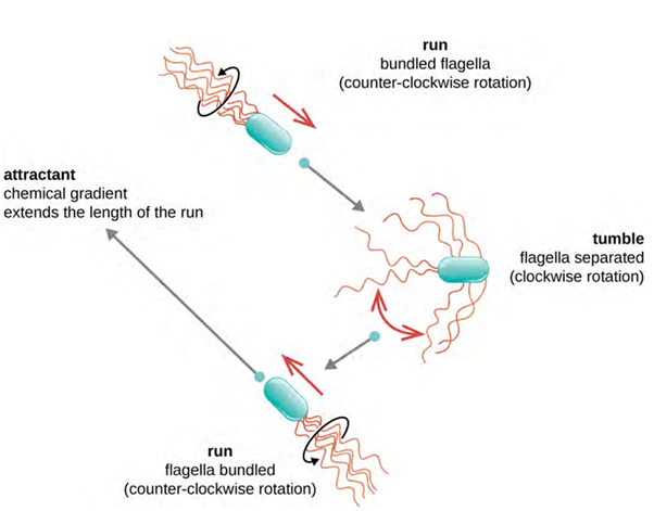 Without a chemical gradient, flagellar rotation cycles between counter clockwise (run) and clockwise (tumble) with no overall directional movement. However, when a chemical gradient of an attractant exists, the length of runs is extended, while the length of tumbles is decreased. This leads to chemotaxis: an overall directional movement toward the higher concentration of the attractant.