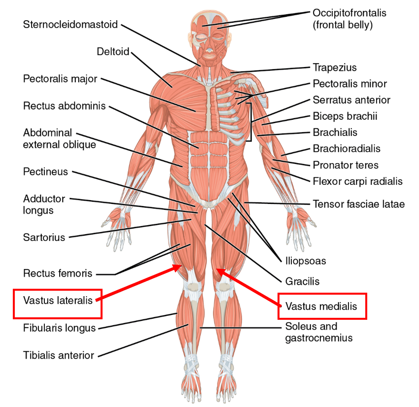 Diagram human body with parts labbeled. Two terms are highlighted in red, pointing just above the knee of both sides. The left is tired 'Vastus lateralis' and the right is titled 'Vastus medialis'