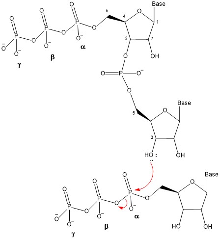 Oligonucleotide Synthesis