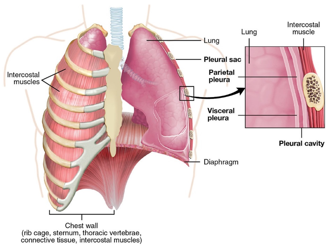 A diagram of chest, representing the terms 'superficial' and 'deep' Superficial is represented by the ribcage. Whereas deep is represented by the flesh beneath the rib cage