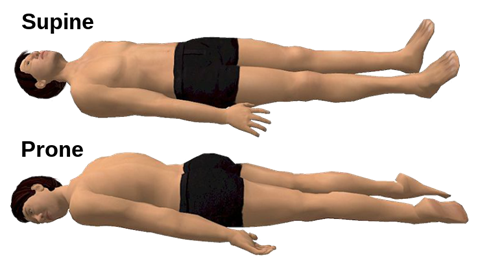 Diagram of human bodies in supine and prone positions
