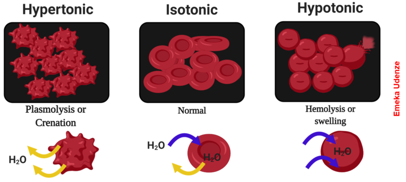 Diagram showing tonicity of red blood cells when placed in hypertonic, isotonic and hypotonic solutions