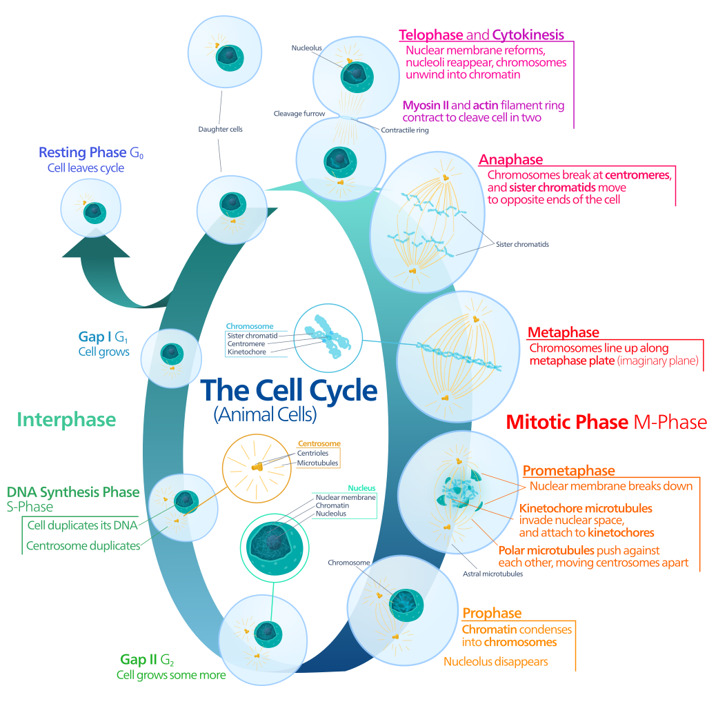Diagram with the cell cycle with the following phrases: telephase and cytokinesis, anaphase, metaphase, mitotic phase, prometaphase, prophase, DNA synthesis phase, interphase, resting phase