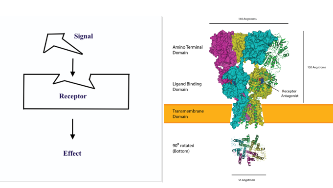 a) Basic binding of signal ligand to receptor to induce response (b) The AMPA receptor bound to a glutamate antagonist showing the amino terminal, ligand binding, and transmembrane domain, PDB 3KG2