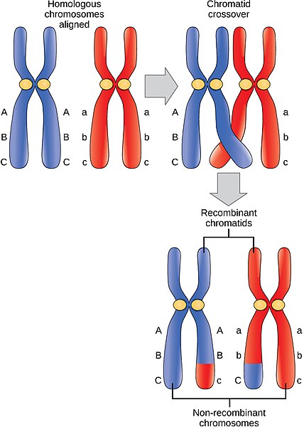 In this illustration of the effects of crossing over, the blue chromosome came from the individual’s father and the red chromosome came from the individual’s mother. Crossover occurs between non-sister chromatids of homologous chromosomes. The result is an exchange of genetic material between homologous chromosomes. The chromosomes that have a mixture of maternal and paternal sequence are called recombinant and the chromosomes that are completely paternal or maternal are called non-recombinant.