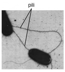 Bacteria with the pili highlighted