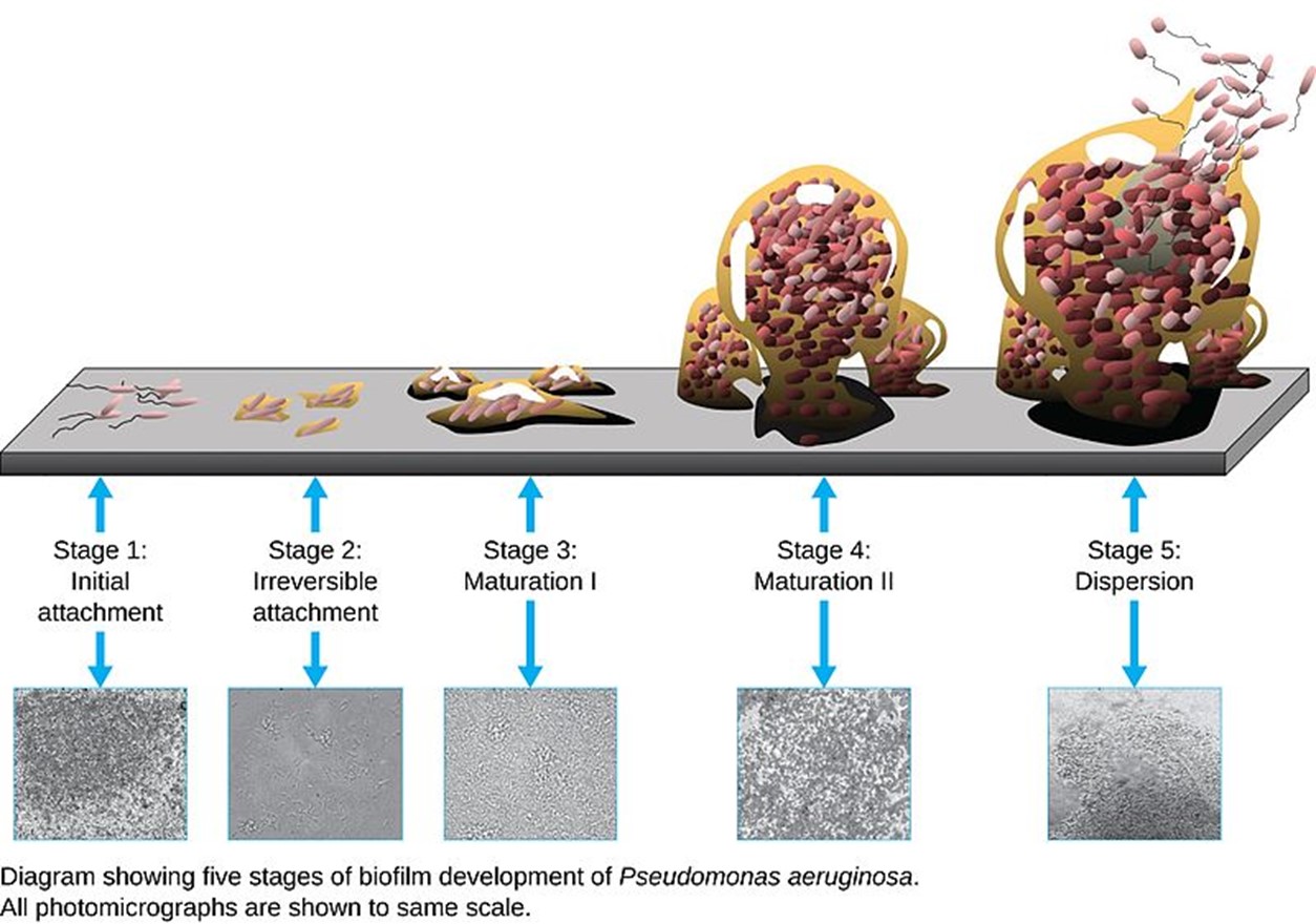 Diagram showing the five stages of biofilm development of Pseudomonas aeruginosa with the end goal of dispersion.
