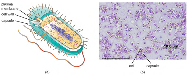 (a) Capsules are a type of glycocalyx composed of an organised layer of polysaccharides. (b) A capsule stain of Pseudomonas aeruginosa, a bacterial pathogen capable of causing many different types of infections in humans Note stain does not penetrate capsule and appears white on stained background.