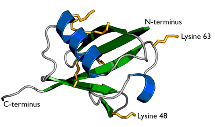 Cartoon representation of ubiquitin protein, highlighting the secondary structure
