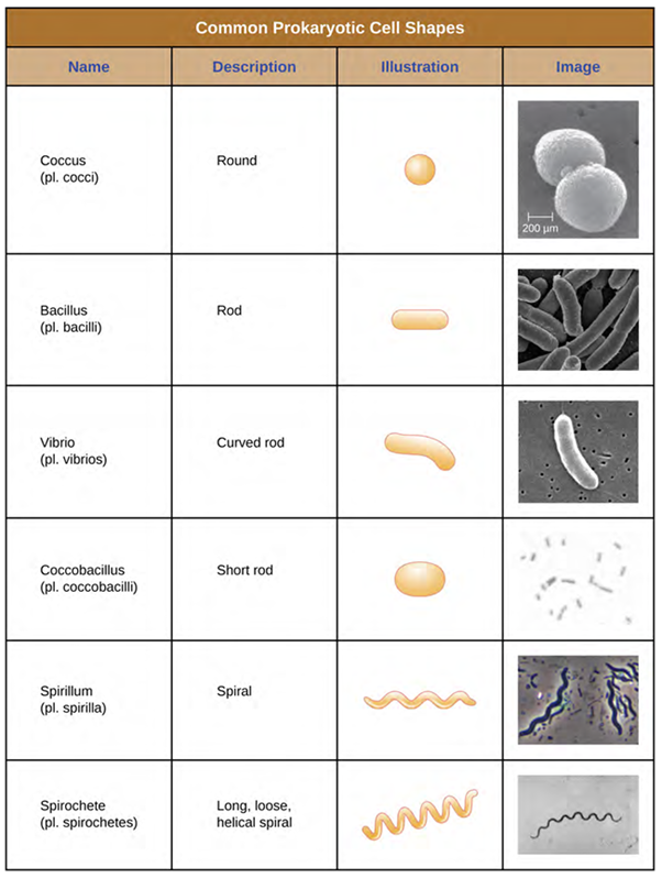 Table of Common Prokaryotic cell shapes. The headers of the table are: name, description, illustration and image. The first row is Coccuss which is round. The next is Bacillius which is rod-shaped. THe next, Vibrio is a curved rod shape. Coccobacillus is a short rod. Spirilium is a spiral shape. And alstly, Spirochete Is a long loose, hellocal spiral