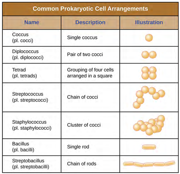 Table of Common Prokarytpoic Cell Arrangement. Coccus is a single coccus. Diplococcus is a pair of two cocci. Tetrad is a grouping of four cells arranged in a square. Steptococcus is a chain of cocci. Straphylococcus is a cluster of cocci. Bacillus is a single rod. Streptobacillius is a chain of rods