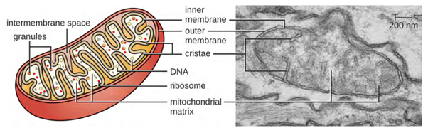 Each mitochondrion is surrounded by two membranes, the inner of which is extensively folded into cristae and is the site of the intermembrane space. there are labels on the diagram showing intermembrane space, granules, inner membrane, outer membrane, cristae, DNA, ribosome, mitochondrial matrix