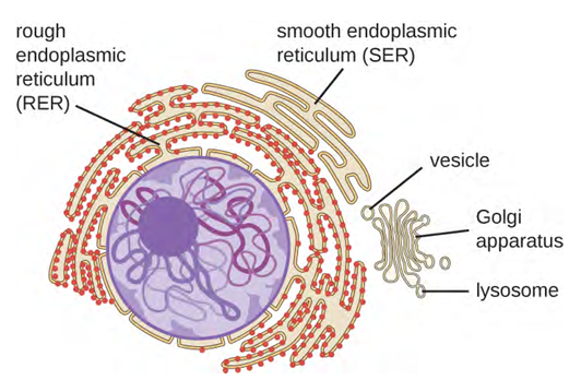 Diagram of the endomembrane system