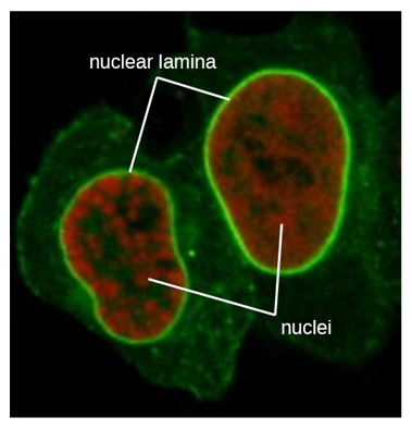 n this fluorescent microscope image, all the intermediate filaments have been stained with a bright green fluorescent stain. The nuclear lamina is the intense bright green ring around the faint red nuclei.