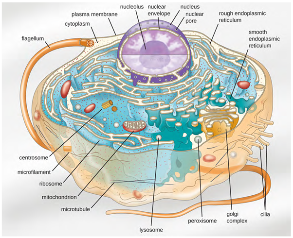 An illustration of a generalised, single-celled eukaryotic organism.