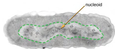 The nucleoid region (the area enclosed by the green dashed line) is a condensed area of DNA found within prokaryotic cells. Because of the density of the area, it does not readily stain and appears lighter in colour when viewed with a transmission electron microscope.
