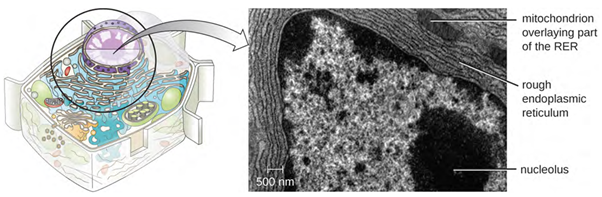 The rough endoplasmic reticulum is studded with ribosomes for the synthesis of membrane proteins (which give it its rough appearance).