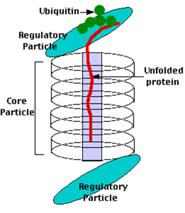 Simplified scheme of the proteasome complex.