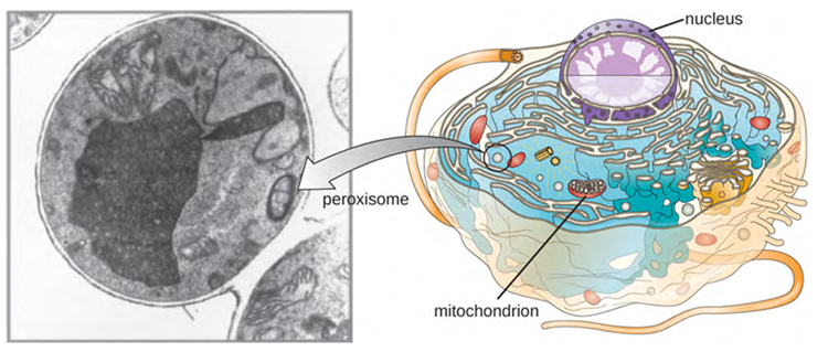 A transmission electron micrograph (left) of a cell containing a peroxisome. The illustration (right) shows the location of peroxisomes in a cell.