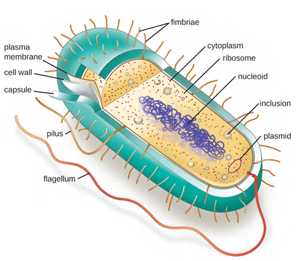 A typical prokaryotic cell with the following parts labelled - plasma membrane, cell wall, capsule, pilus, flagellum, plasmid, inclusion, nucleoid, ribosome, cystoiplasm, and fimbriae