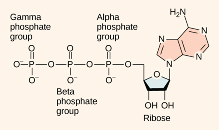 Diagram showing connection between gamma phospjate group, alpha phosphate group, beta-phosophate group, OH ribose