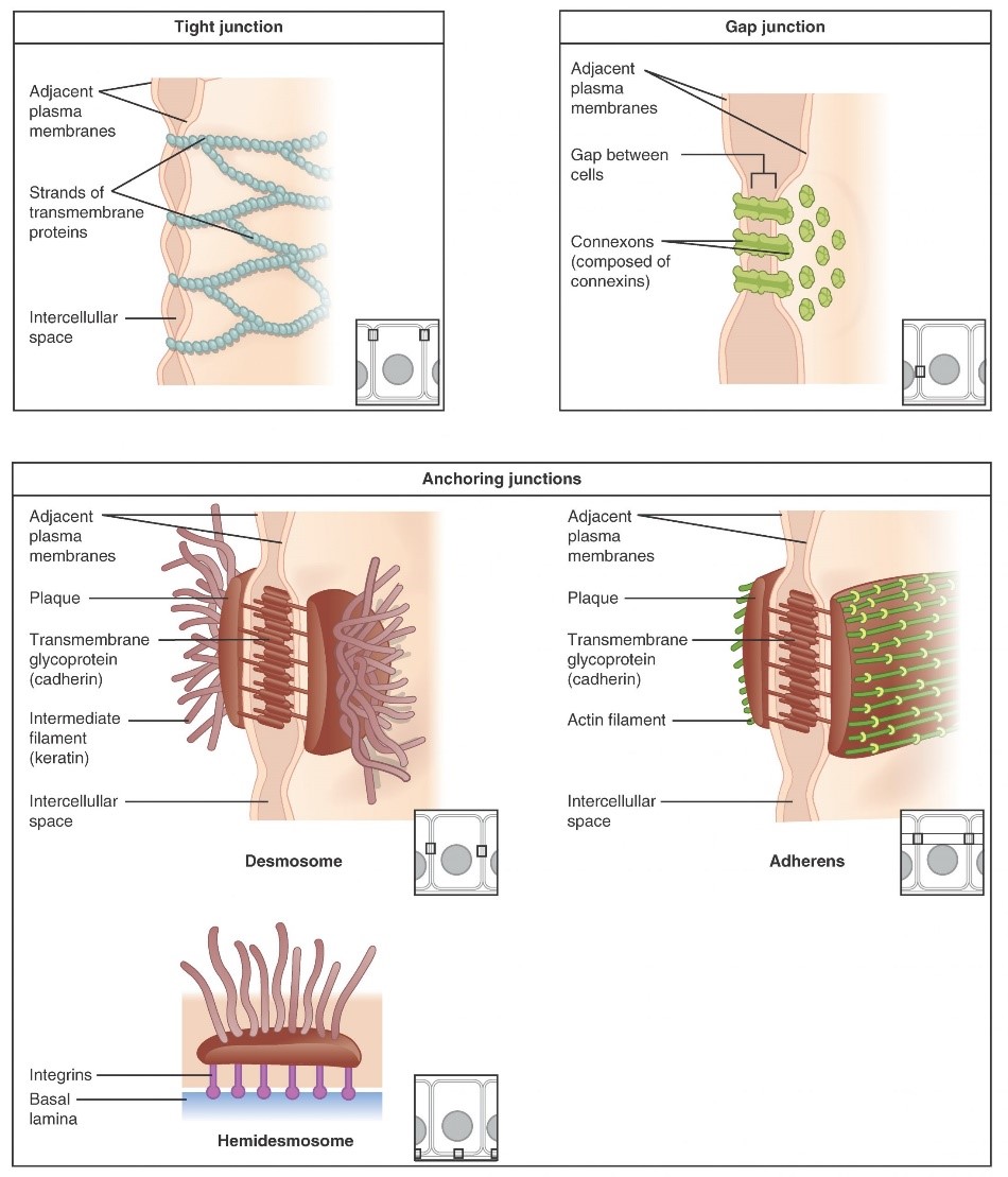Diagram of three basic types of cell-to-cell junctions are tight junctions, gap junctions, and anchoring junctions.