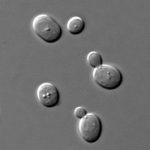 Photo of yeast Saccharomyces cerevisiae reproducing by budding.