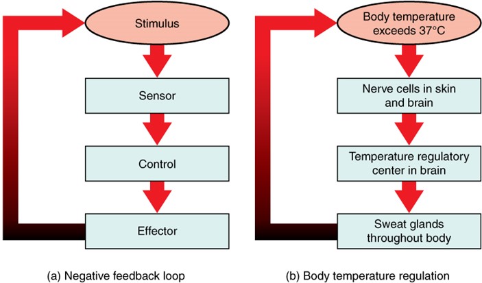 Negative Feedback Loop In a negative feedback loop, a stimulus—a deviation from a set point—is resisted through a physiological process that returns the body to homeostasis. (a) A negative feedback loop. (b) Body temperature is regulated by negative feedback.