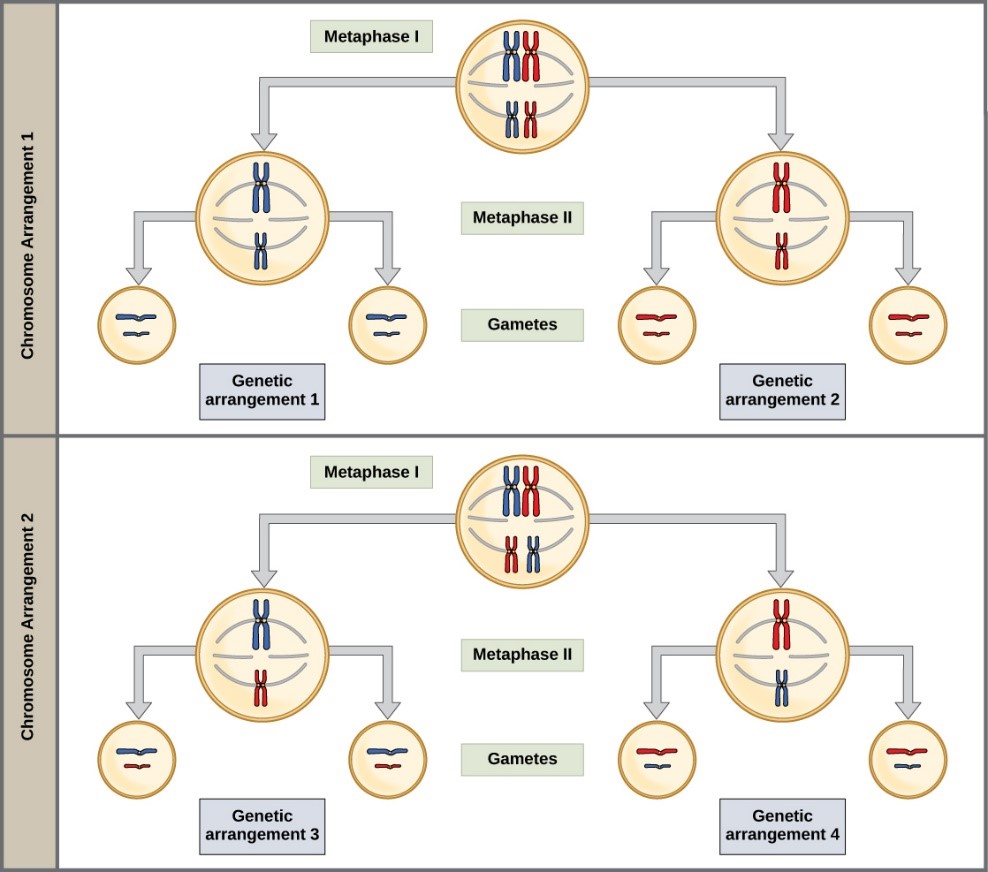 To demonstrate random, independent assortment at metaphase I, consider a cell with n = 2. In this case, there are two possible arrangements at the equatorial plane in metaphase I, as shown in the upper cell of each panel. These two possible orientations lead to the production of genetically different gametes. With more chromosomes, the number of possible arrangements increases dramatically.