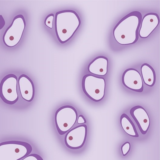 Hyaline cartilage