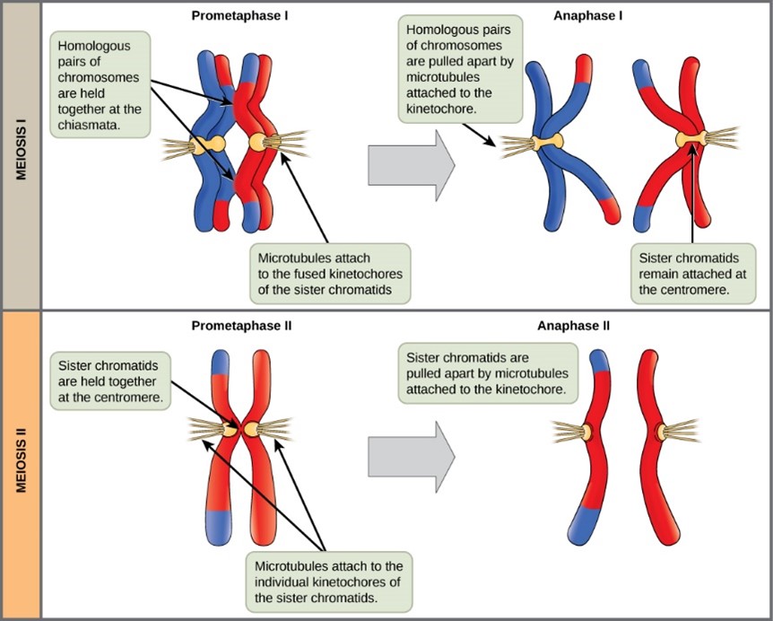 In prometaphase I, microtubules attach to the fused kinetochores of homologous chromosomes. In anaphase I, the homologous chromosomes are separated. In prometaphase II, microtubules attach to individual kinetochores of sister chromatids. In anaphase II, the sister chromatids are separated.